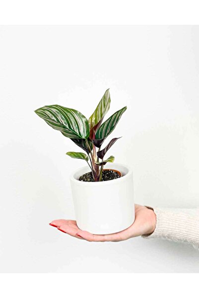 Byaysima Calathea Sanderiana Ornata Dua Çiçeği Kalatya 10.CM Saksıda Ev Ofis ...