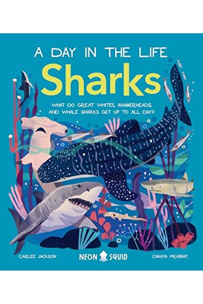 Neon Squid أسماك القرش يوم في حياة ما الذي تفعله أسماك القرش المطرقة البيضاء ...