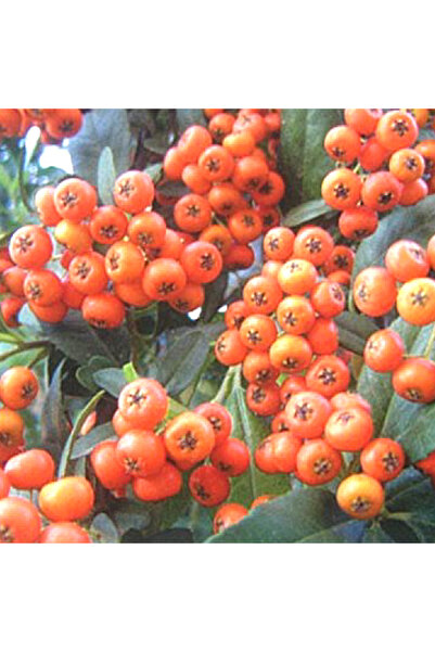 Mimoza Ateş Dikeni Fidanı 30-60 cm