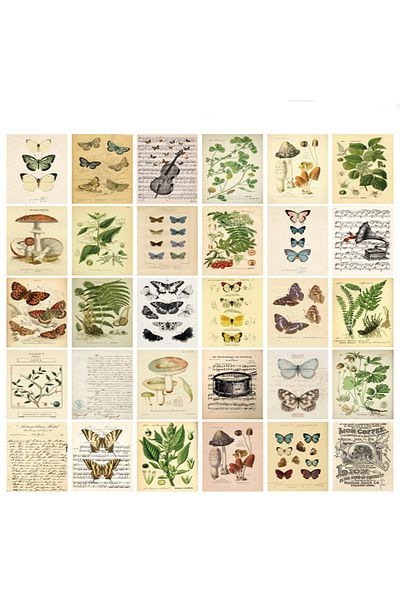 Choice 30pcs Style B 30pcs Retro Ancient Forest Animals Plants Specimen Postcard Vintage Writable Greeting