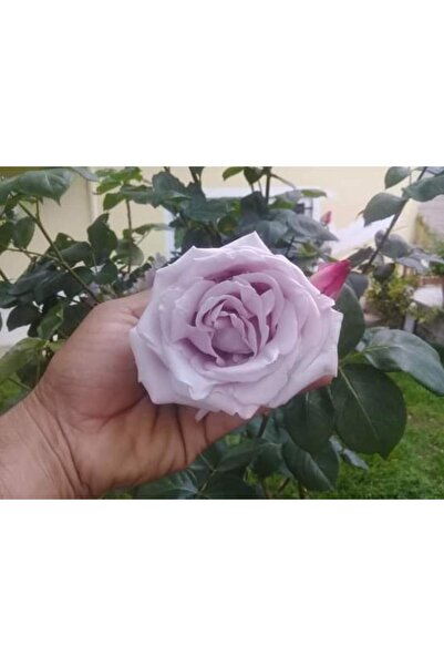 Mimoza Saksılı Yediveren Lila Gül Fidanı Yediveren Lilac Rose 10-20 cm