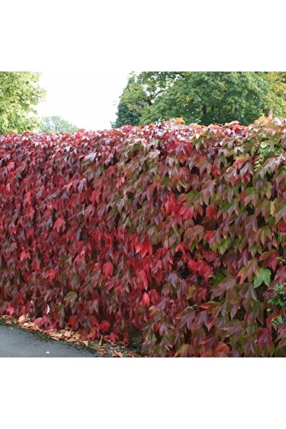 Bitki Dizayn Amerikan Sarmaşığı Fidesi 3 Adet (10-20 Cm)