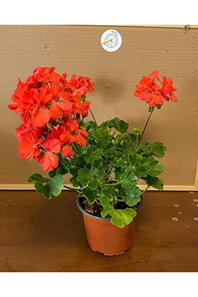 LOBELYA TOHUMCULUK Turuncu Renkli Sardunya Çiçeği