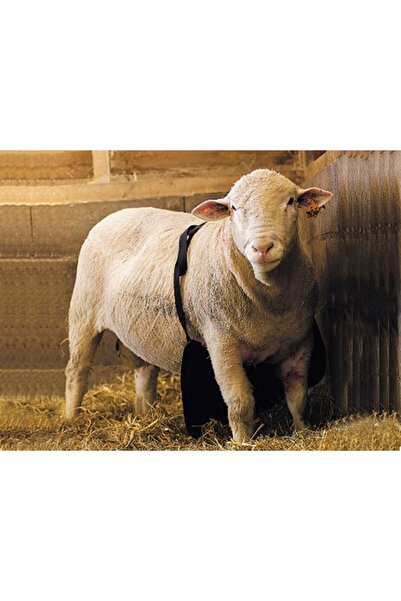 Farmena Çiftleşmeyi Önleyici Önlük Uzun