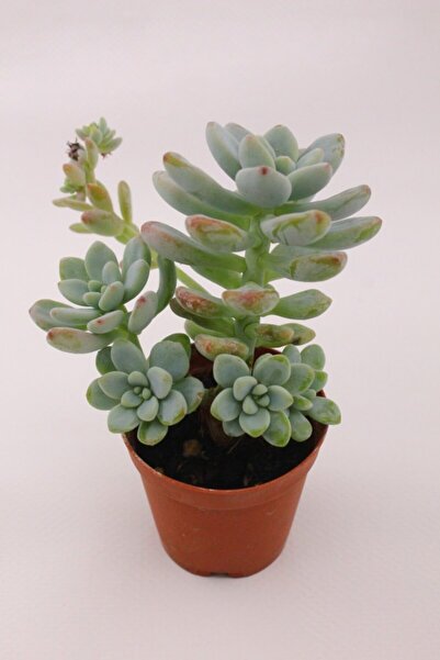 kaktuskent Sedum Clavatum Sukulent 5.5 cm Saksıda