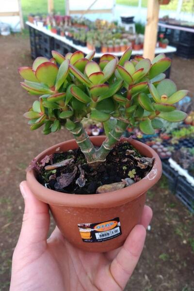 Genel Markalar Crassula Ovata Para Ağacı