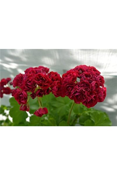 LOBELYA TOHUMCULUK 10 Adet Bordo Renkli Gül Sardunya Çiçeği Tohumu