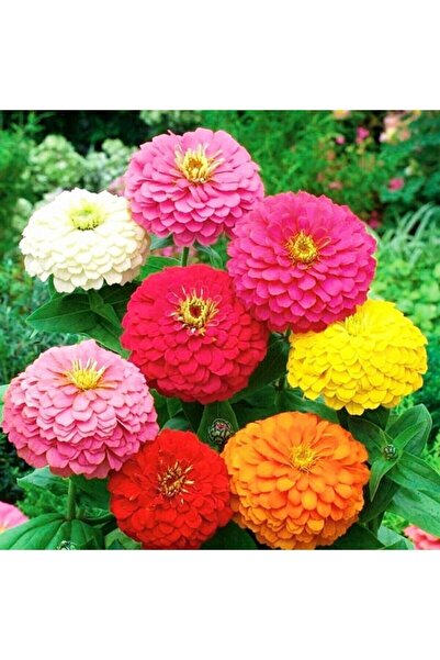 Tohum Dünyam 10 Adet Karışık Renkli Zinnia Çiçeği Tohumu