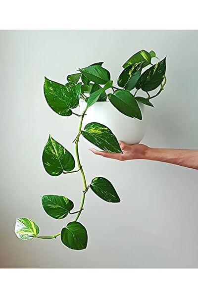 serada decor & plant Askılı Salon Sarmaşığı Iç Mekan Salon Bitkisi (pathos - ...