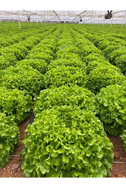 Neobi KIVIRCIK MARUL TOHUMU 10 GR