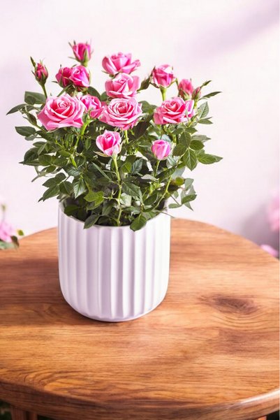 ÇİÇEKFLİX Pembe gül fidanı. Dikime hazır açık kök 23-25cm