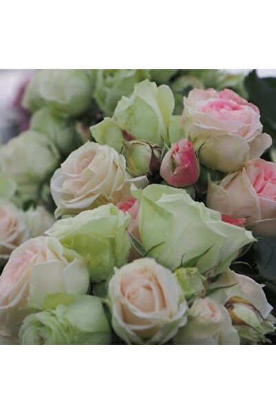 Genel Markalar Tüplü Koleksiyonluk Çok Goncalı Aşılı Patricia Yediveren Gül F...