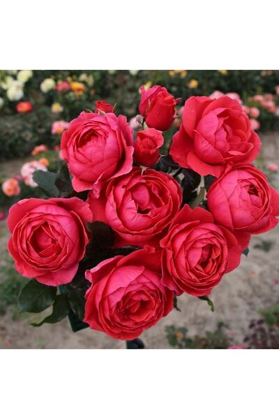 Genel Markalar Tüplü Gartenprinzessin Marie Jose Yediveren Yoğun Kokulu Parfüm Gül Fidanı