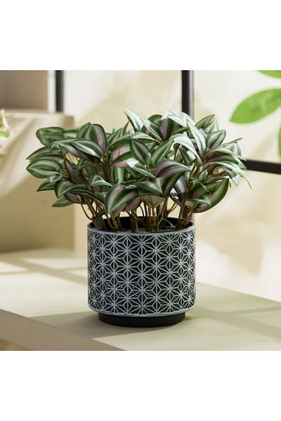 Home Box Liara Dracena Leaves Potted Plant with Plastic Pot 26 cm