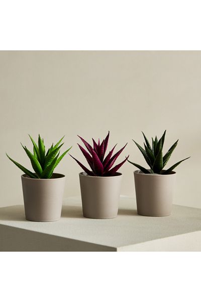 Home Box Taria 3-Piece Succulents Gift Set 19x7x13.5 cm