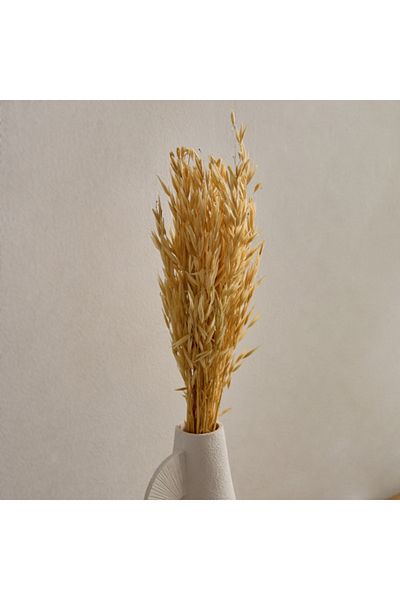 Home Box Seyna Misc Stock Hawana Grass