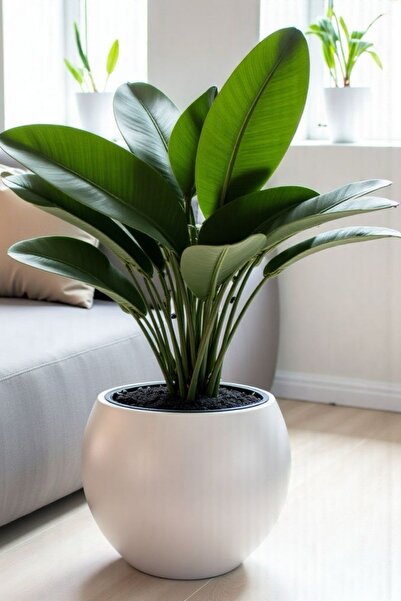 Bliss Dekoratif Modern Tasarım 7,5 Litre Küre Saksı Beyaz Renk