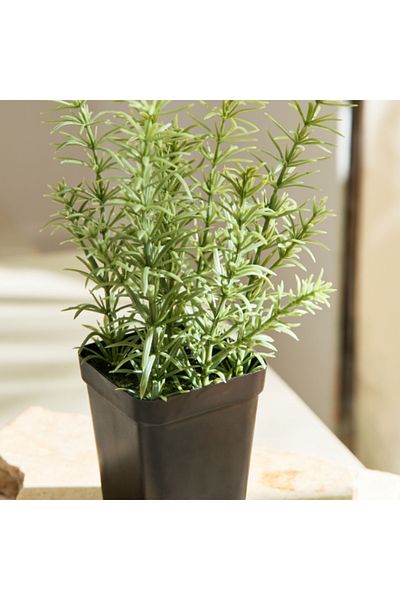 Home Box Liara Rosemary Potted Plant in a Pot 21 cm