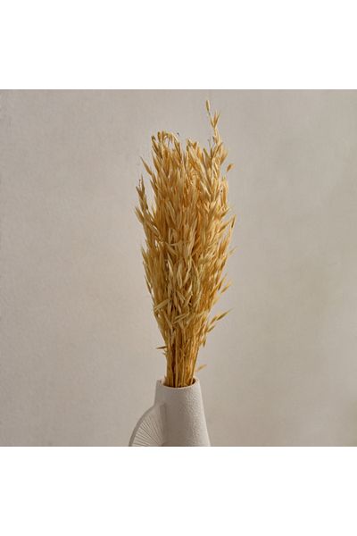 Home Box Seyna Misc Stock Hawana Grass
