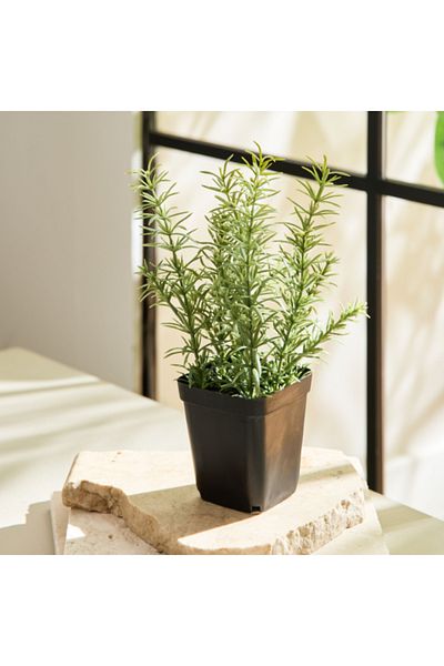 Home Box Liara Rosemary Potted Plant in a Pot 21 cm