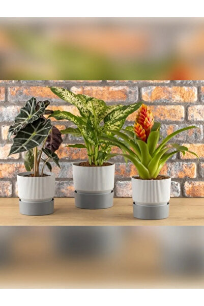 BiDünya 3 Litre  Iksora Saksı Dekoratif Drenaj Tabaklı Çiçek Saksısı