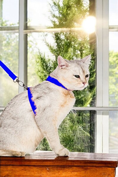 Pandogo Cat Dog Collar Adjustable Size Anti-Escape Design Dubai Model Blue wi...