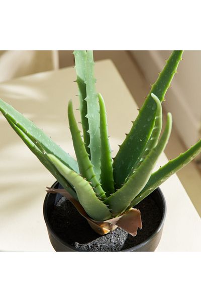 Home Box Liara Aloe Vera Potted Plant in Pot 35 cm