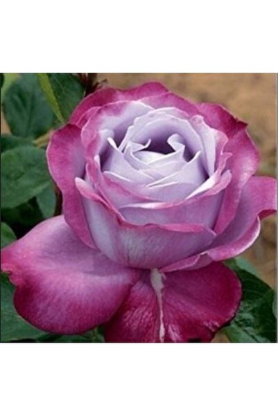 Genel Markalar Tüplü Kokulu Blue River Yediveren Mor Gül Fidanı