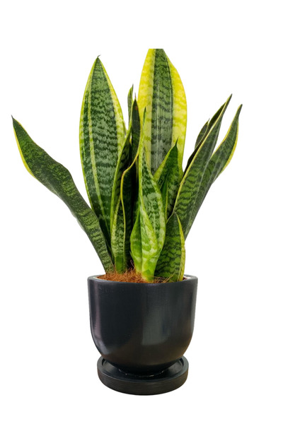 MF Botanik Dekoratif Beton Saksı Antrasit Renk - Delikli - Tabaklı 1,5 Litre