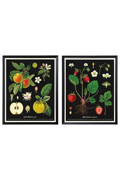 erorex Frame with poster, vintage botanical fruit charts, 40x50 cm