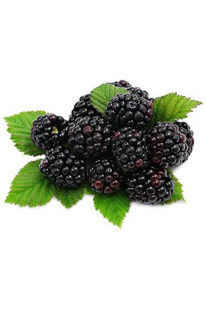 Mimoza Siyah Böğürtlen Fidanı Açık Kök 40-80 cm