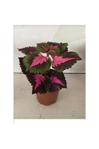 Mimoza Yaprak Güzeli Çiçeği Kolyos Fidanı Saksıda 10-20 cm