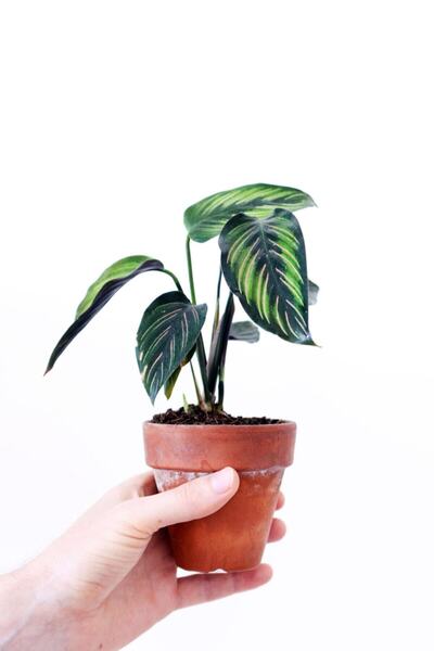 Byaysima Calathea Sanderiana Ornata - Dua Çiçeği Kalatya Ev Ofis Salon Iç Mek...