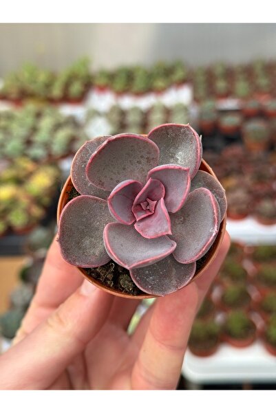 SukuLand Echeveria Purple Pearl koleksiyonluk özel tür sukulent 5,5cm saksıda