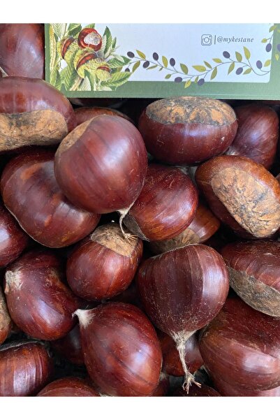 OrganikYemiş Aydın Büyük Boy Tatlı Kestane (1 KG)