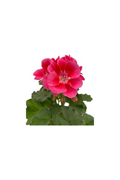 Mimoza Ebruli Sardunya Çiçeği Fidesi Fidanı 10-20 cm