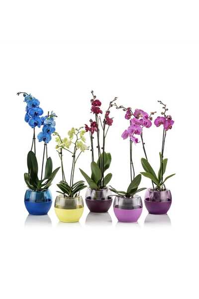 Poliwork Saksı Buule Orkide Saksısı Drenajlı 2 Lt PEMBE RENK GENİŞLİK 17 CM YÜKSEKLİK 15 CM