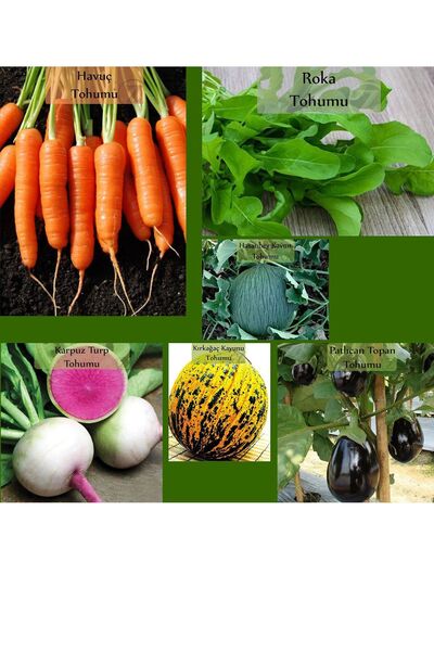 Zencefil Organik 6 Paket Tohum No15 Havuç Tohumu Roka Kara Kavun Topan Patlıc...