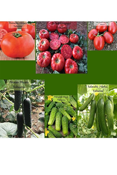 Zencefil Organik 6 Paket Tohum No12 Köy Domatesi Domates Tohumu Alman Hıyarı Turşuluk Kornişon Salatalık Tohumu ...
