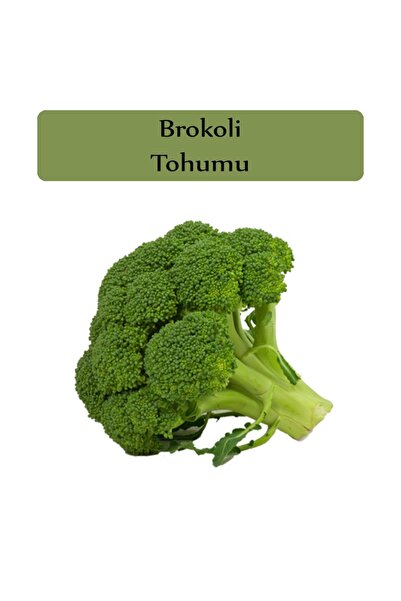 Zencefil Organik Brokoli Tohumu 1 Paket Kapalı Paket Yüksek Verimli Sebze Tohum