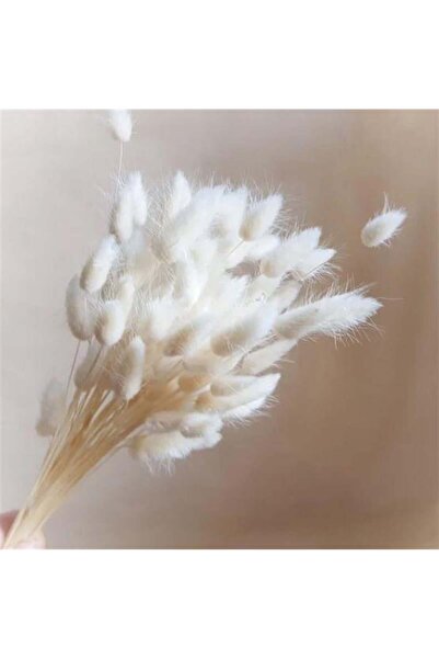 Rallad Doğal Kurutulmuş Pamuk Otu, Tavşan Kuyruğu Gelin Buketi Aranjman Çiçeğ...