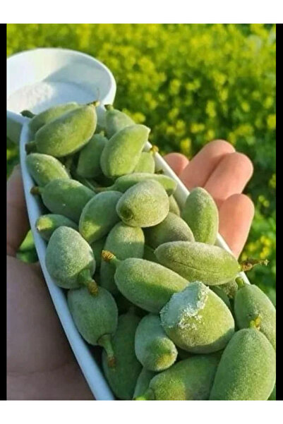 Datça Köy Ürünleri 1949 Çağla Badem 500 gr