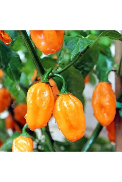 Ata Tohumları Geleneksel Carbonero Peach Çok Acı Biber Tohumu (10 Tohum)