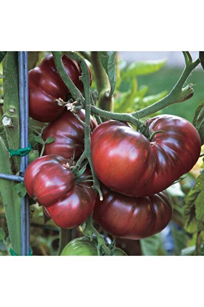 TacirDepo İri Etli Black Krim  Domates Tohumu (15 tohum)