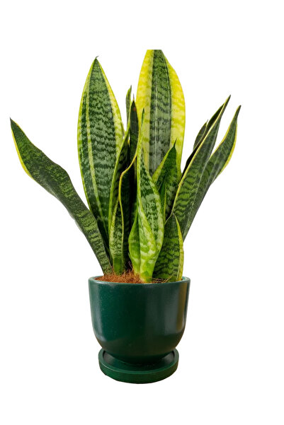 MF Botanik Dekoratif Beton Saksı - Delikli - Tabaklı 1,5 Litre