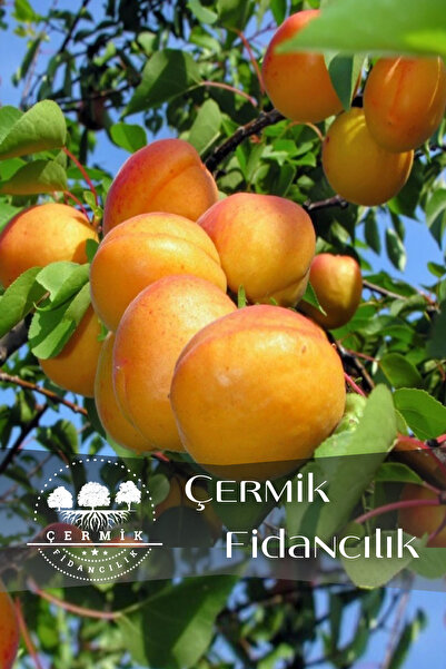 ÇERMİK FİDANCILIK Şekerpare Kayısı Fidanıı 3 Yaş