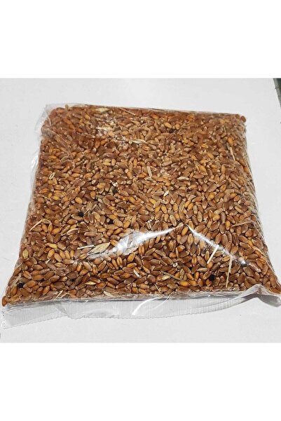 Erenpet Çimlendirme Buğday (500gr.) Tüm Kuş Türleri Için