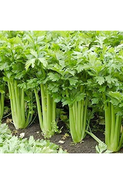 Bilgarden Geleneksel Golden Pascal Kereviz Tohumu (100 Tohum)