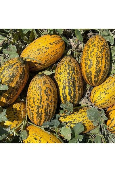 Bilgarden Doğal Kırkağaç 589 Basık Kavun Tohumu (20 Tohum)