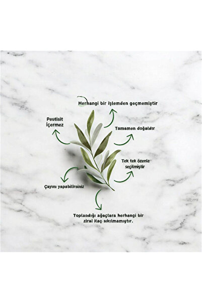 Semgiller Zeytin Yaprağı Taze Dalından 100Gr Doğal,Elenmiş,Katkısız